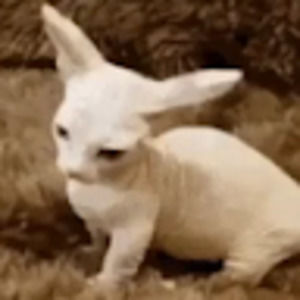 Meet your Posher, Bingus